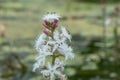 Bogbean Menyanthes trifoliata, white flowers and pink buds in close-up Royalty Free Stock Photo